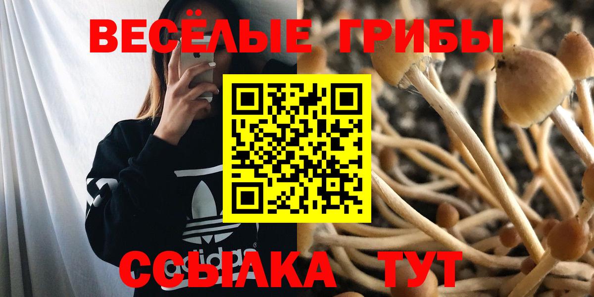Псилоцибиновые грибы мицелий Киселёвск